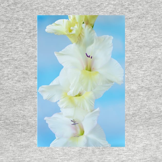 Gladiolus  &#39;White Prosperity&#39;  Sword lily by chrisburrows